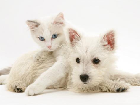 2 tierische Freunde