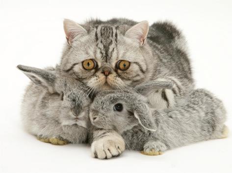 jane-burton-silver-exotic-cat-cuddling-up-with-two-baby-silver-rabbits.jpg
