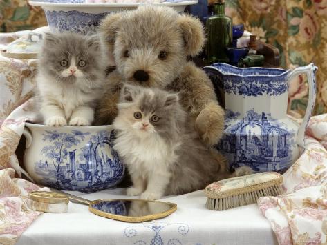 Kitten Teddy Bear
