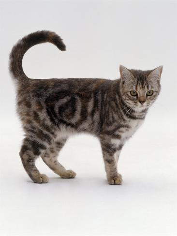 Kittens Tortoiseshell