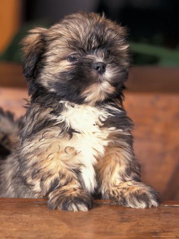 Puppy Lhasa Apso