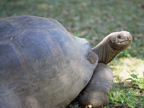 Indian Tortoise Food