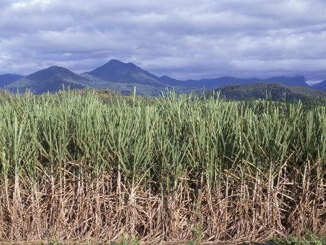 australia sugarcane