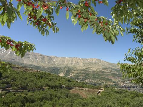 Cherry Tree, Bcharre, Qadisha Valley, Unesco World Heritage Site, North Lebanon, Middle East Photographic Print