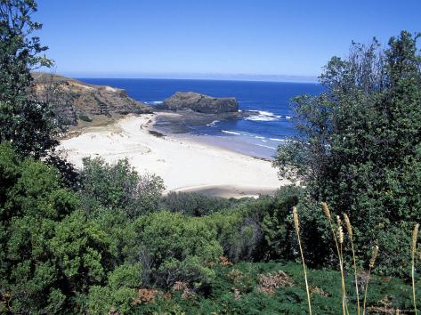 View Over Trees to Trbeach and Bushranger Bay, Mornington ...