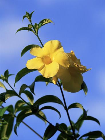 central american flowers