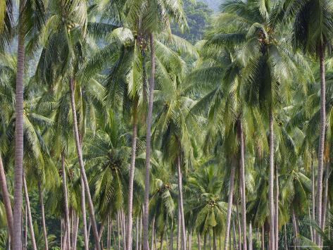 Coconut Palms, Koh Samui, Thailand, Southeast Asia Photographic Print