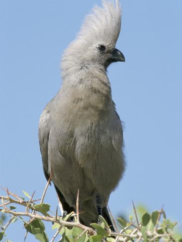 Grey Lourie (Corythaixoides Concolor), Etosha National Park, Namibia, Africa Photographic Print