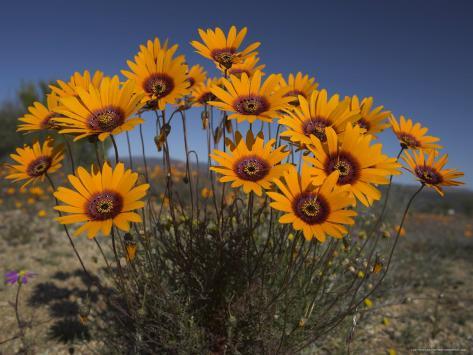 Gazanias in Namaqua National Park, Namaqualand, Northern Cape, South Africa, Africa Photographie