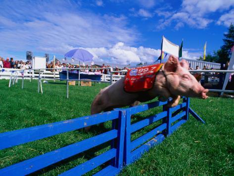 brent-winebrenner-all-alaskan-racing-pig-jumping-fence-in-race-at-alaska-state-fair-palmer-alaska.jpg