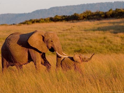 Elephant Offspring