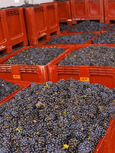 French Gamay Beaujolais Wine