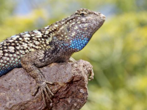 California Blue Belly Lizard Diet Fruit