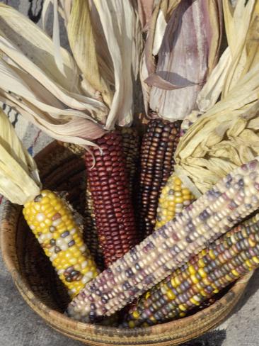 Multicolored Corn, a Native American Staple Crop, in an Indian Basket Photographic Print