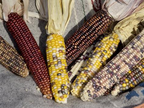 Multicolored Corn, a Native American Staple Crop Photographic Print