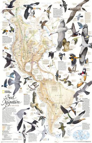 Bird Migration Poster Map