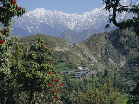Himalayan Gaddi Dog