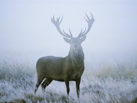 Red Deer (Cervus Elaphus) Stag at Dawn During Rut in September, UK, Europe Photographic Print