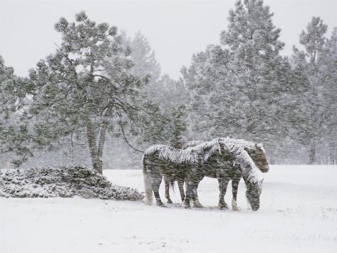Horses in a Snowstorm, Colorado, United States of America, North America Photographic Print