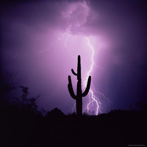tucson cactus