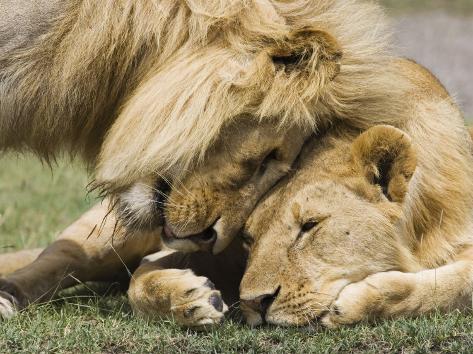 lion and son