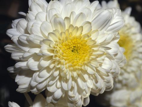 Closeup of a Chrysanthemum Flower and Petals, North Carlton, Australia 