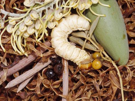 Bush Ants