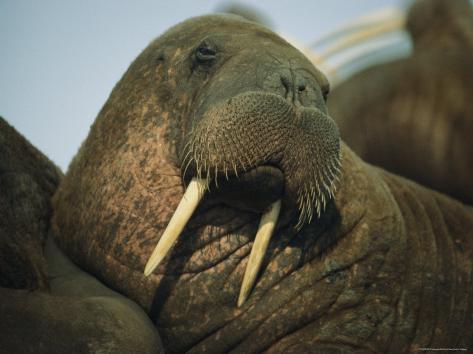 redd xxx adult walrus