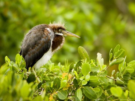 Juvenile Tricolored Heron Perched by its Nest, Tampa Bay, Florida Photographic Print