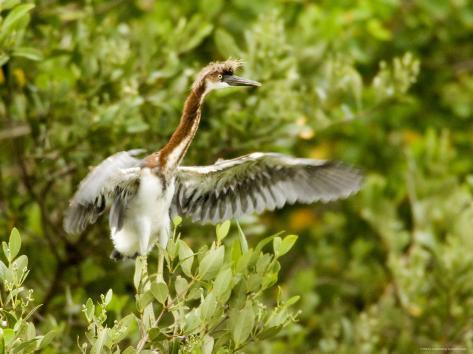 Juvenile Tricolored Heron near its Nest, Tampa Bay, Florida Photographic Print