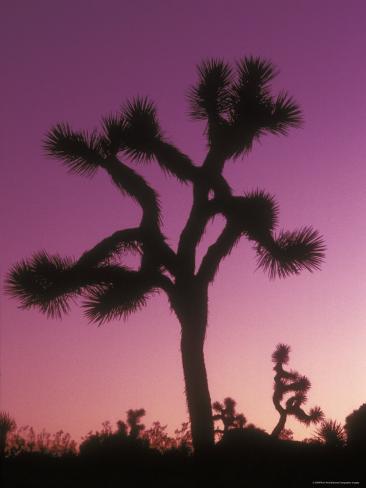 Joshua Trees with Colored Gel, California Photographic Print