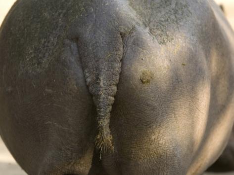 joel-sartore-hippopotamus-rear-end-at-th