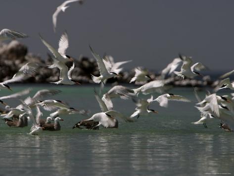 Ursula Island Game Refuge And Bird Sanctuary