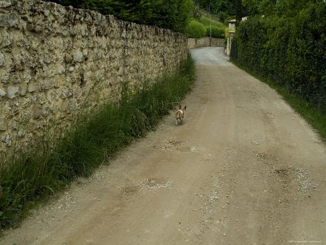 Dog Running Away Down a Dirt Road, Asolo, Italy Photographic Print by