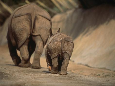 Baby Indian Rhinoceros