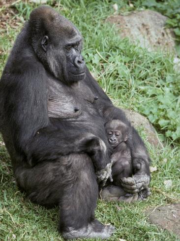 australia gorilla