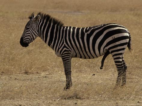 Profile of a Zebra with Penis Erect and Aroused in Savannah Grassland Profile of a Zebra with Penis Erect and Aroused in Savannah Grassland