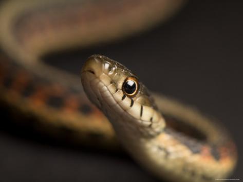 Bugs And Snakes
