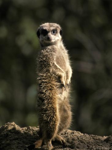 Meerkat Leaning on Tail on Mound, Alert Sentry Duty for ...
Meerkat
