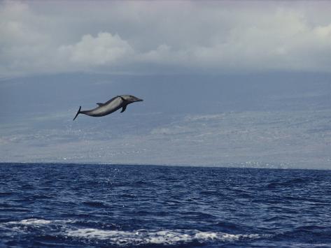 Pacific Spotted Dolphin