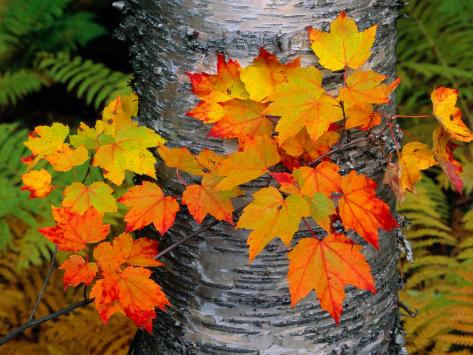 Birch Maple