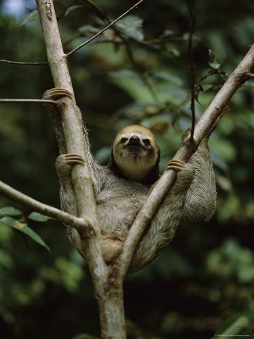 Tree Sloth Pictures