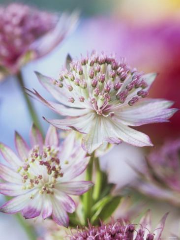 astrantia rubra