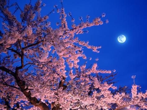 Cherry Blossoms and Full Moon Photographic Print