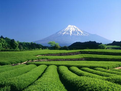 Mt. fuji and tea garden, fuji city, shizuoka, japan fotografisk ...