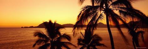 Palm Tree Panoramic
