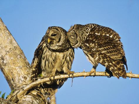 Barred Owl Florida