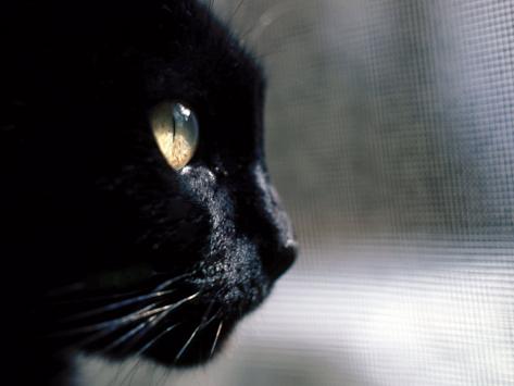Asian print cat looking out window speaking, opinion Nothing tell asian print cat looking out window