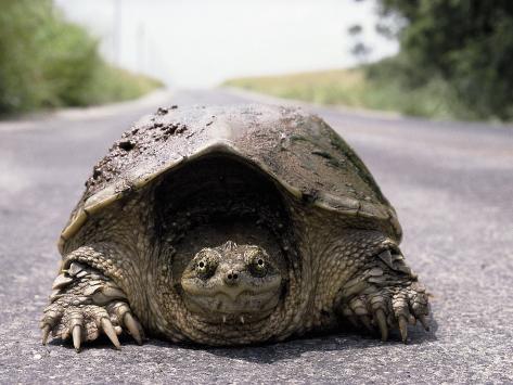 Australian Snapping Turtle