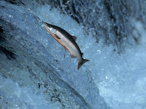 kyle-krause-red-salmon-swimming-upstream-katmai-ak.jpg
